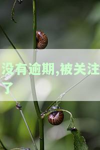 没有逾期,被关注了