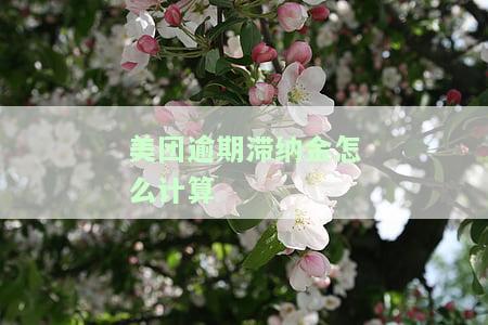 美团逾期滞纳金怎么计算-美团逾期滞纳金怎么计算的
