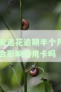 安逸花逾期半个月会影响信用卡吗