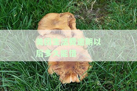 美团生活费逾期还款后能否再借？安全性如何？