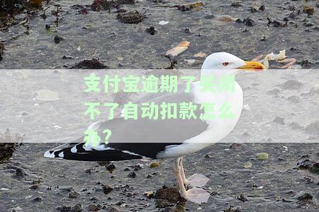 支付宝逾期如何避免自动扣款？全攻略！
