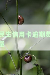 民生信用卡逾期多久会被封卡？影响及解决办法