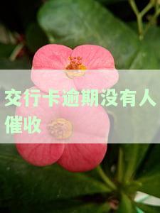 交行逾期3个月没经过本人同意可以上门催收吗，交行逾期三个月，未经本人同意是否可以上门催收？