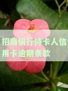 2021年招商信用卡逾期新政策：持卡人应对逾期条款的处理方法