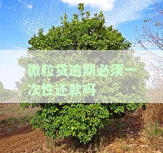 微粒贷逾期一次需全部还清再使用？答案在这里！