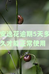 安逸花逾期几天还款后能否取出？解决方案是什么？