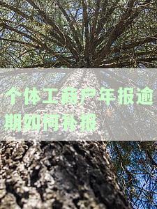 个体工商户年报逾期补报罚款金额是多少？
