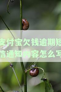 支付宝逾期短信图片，警惕！收到支付宝逾期短信图片，如何避免被骗？