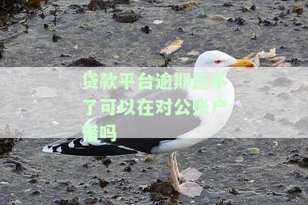 贷款平台逾期还不了可以在对公账户借吗安全吗，咨询：贷款平台逾期无法还款，是否可以在对公账户借款以确保安全性？