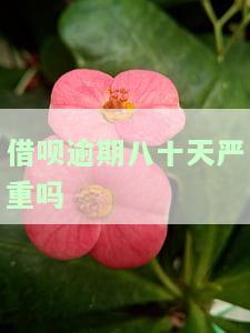 借呗逾期八十天严重吗怎么办，你的借呗逾期八十天了？严重吗？应该如何解决？