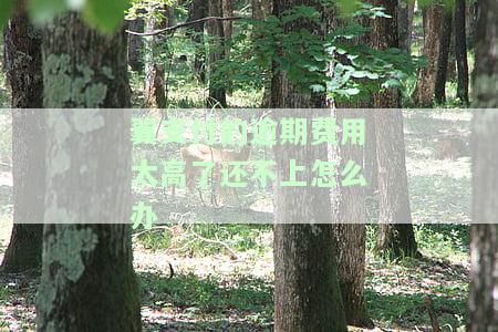 翼支付欠款6千还未还清，如何解决?