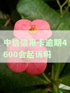 中信信用卡逾期4600会起诉吗？解决方案大揭秘！