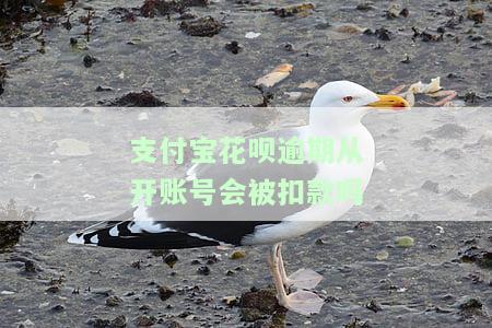 支付宝花呗逾期被关后什么时候才能再次开，如何重新开通花呗：逾期关闭后的时间安排和步骤