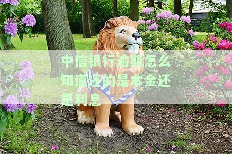 中信银行逾期：如何判断还款是本金还是利息？