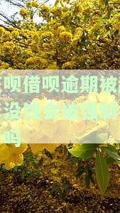 花呗借呗逾期被起诉没钱会被强制执行吗