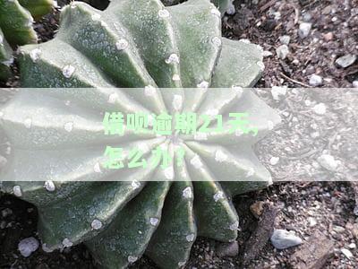 借呗逾期21天,怎么办？