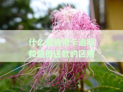 什么是信用卡逾期和最低还款的区别呢，区别解析：信用卡逾期与最低还款有何不同？