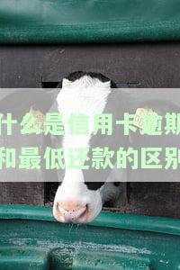 信用卡逾期最低还款，信用卡逾期还款：如何避免最低还款带来的高额利息和信用风险？