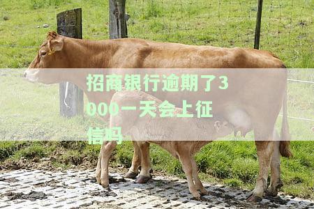 招商银行逾期3000天会否上征信？逾期三个月是否会上门催收？