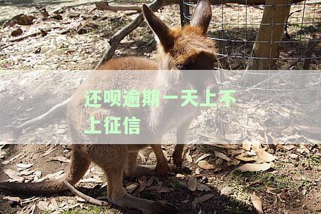 还呗逾期一天是否会影响征信？解答您的疑虑