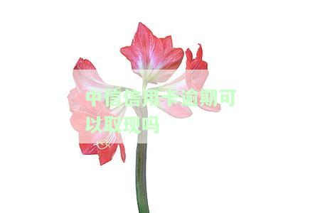 中信信用卡逾期可以取现吗？现在状态如何？需要怎么还款？