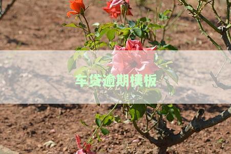 车贷逾期模板图片大全：高清图示及处理方案