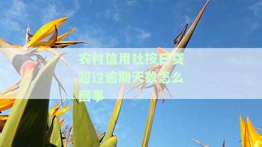 农村信用社按日贷逾期多久，了解农村信用社按日贷款的逾期规定