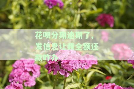 花呗分期还款逾期多久会收到催款电话，逾期多久会接到花呗催款电话？答案在这里！