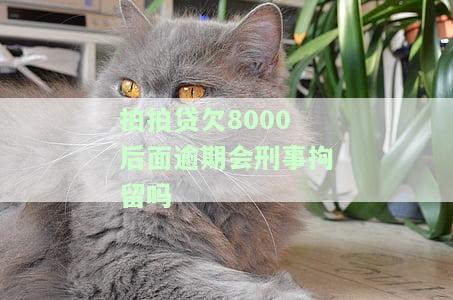 我欠拍拍贷8000,现在已经无力偿还了,怎么办，我欠拍拍贷8000，无力偿还，应该怎么办？