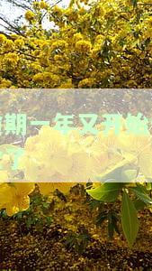逾期一年又开始催收了怎么回事，逾期一年后，为何又开始催收了？