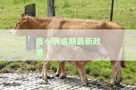 度小满逾期最新政策