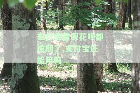 支付宝借呗、花呗逾期多年，无钱偿还，如何解决？