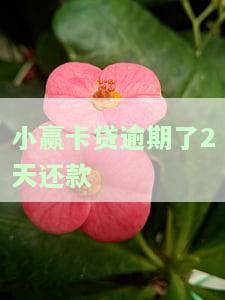 小赢卡贷逾期两天会打电话给家里吗，关于小赢卡贷逾期两天是否会电话联系家人的解答