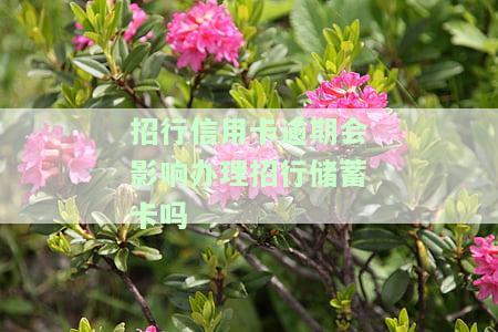 招行信用卡逾期会影响办理招行蓄卡吗，信用卡逾期是否会影响招行蓄卡申请？