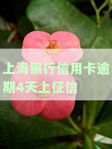 上海银行晚4天还款上征信吗，关于上海银行晚四天还款是否会上征信的疑问解答