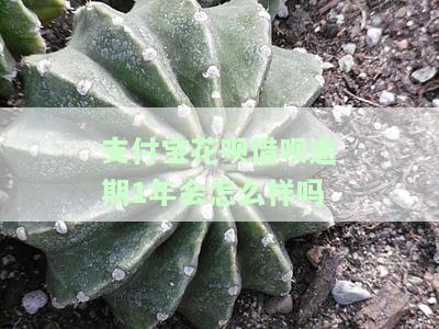 支付宝花呗借呗逾期1年会产生什么后果？如何还款和还清欠款，包括本金？