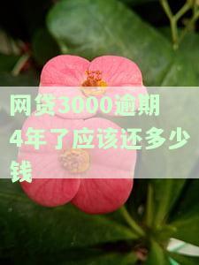 网贷3000逾期三年应还款及可能面临的法律后果