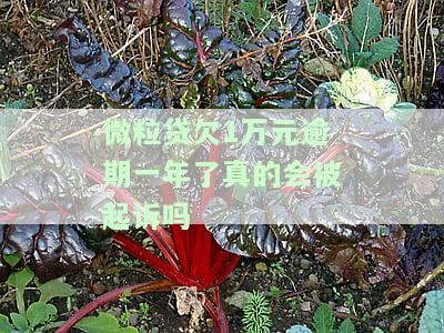 微粒贷欠1万元逾期一年了真的会被起诉吗？安全吗？