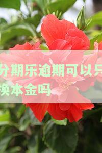 分期乐逾期还款后能否再次借款？