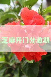芝麻开门分逾期-芝麻逾期什么意思