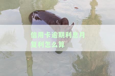 信用卡逾期利息月复利怎么算的，揭秘信用卡逾期利息的月复利计算方法