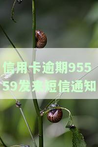 信用卡逾期95559发来短信通知-信用卡逾期95559发来短信通知怎么办
