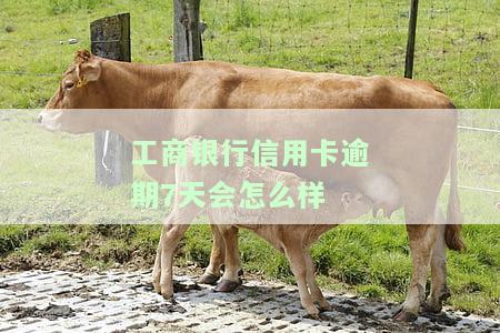 工商的信用卡逾期一天怎么办？影响及处理方法全解析