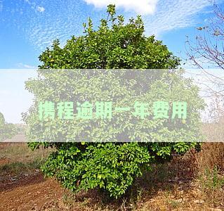 携程逾期半年全款要求，目前无力偿还，求解解决方案