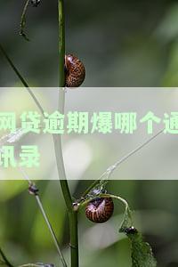 网贷逾期爆通讯录吗，警惕！网贷逾期是否会导致通讯录被爆？