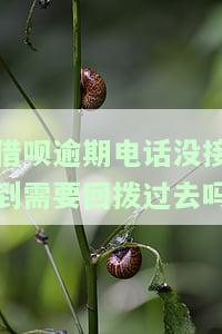 借呗逾期电话未接会产生什么后果？应该如何处理？如果无法偿还，应采取何种措？
