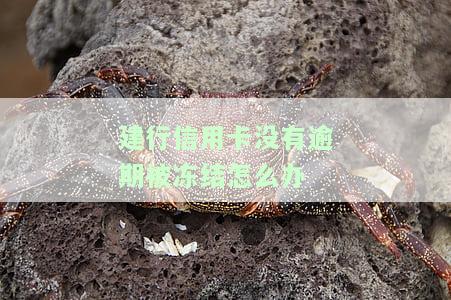 建行信用卡没有逾期被冻结怎么办