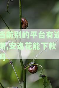 安逸花严重逾期后其他平台是不是也借不到了，安逸花严重逾期后，是否会影响在其他平台的借款？