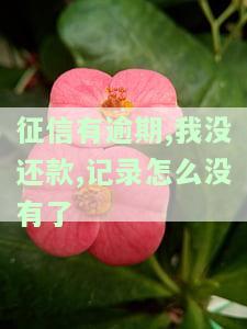 征信逾期没有还款会消除吗，征信逾期未还款，记录能否被消除？
