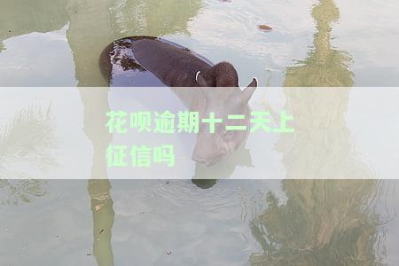 花呗逾期十二天上征信吗会影响吗，花呗逾期12天会否上征信？影响有多大？